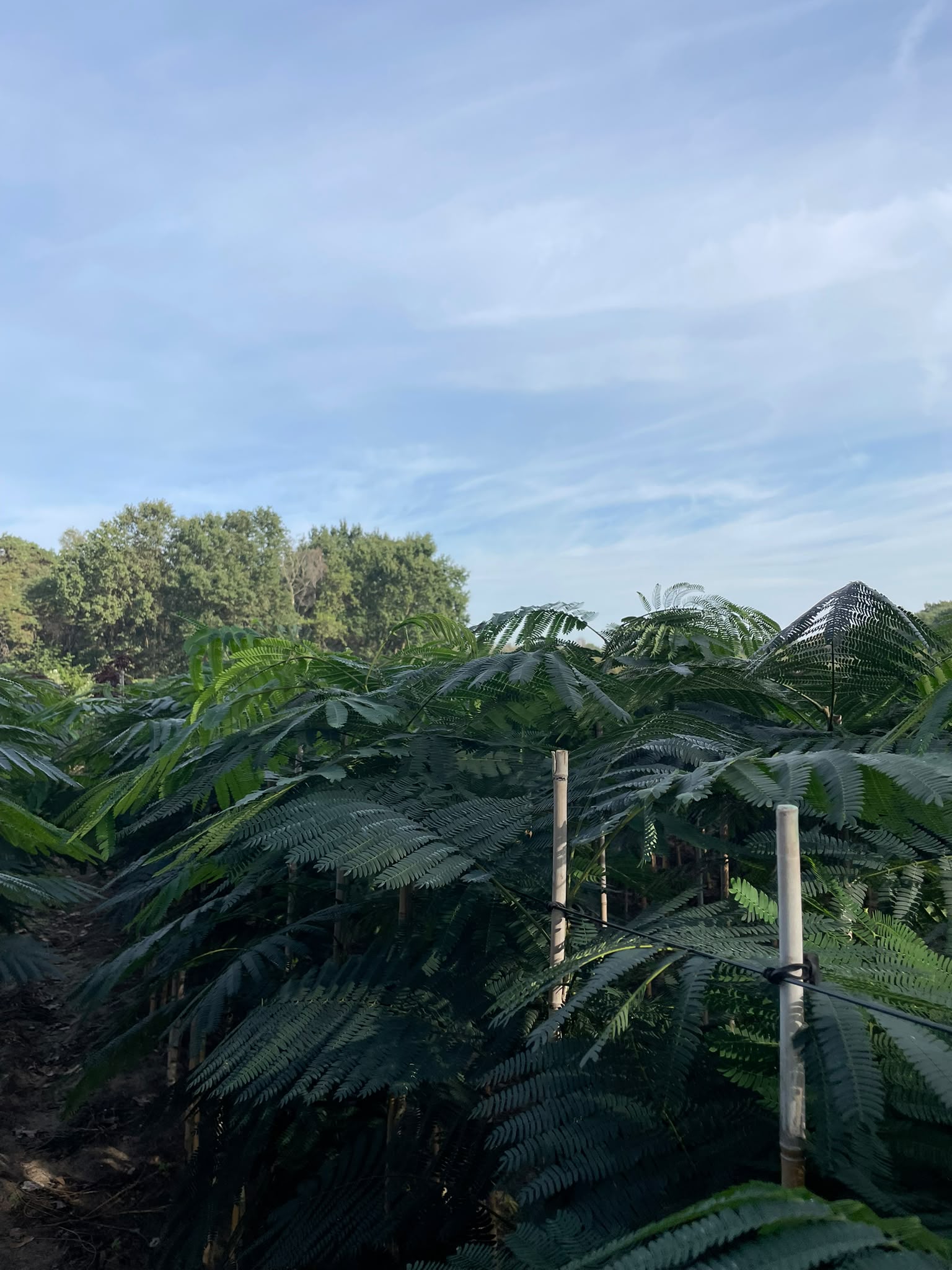 Albizia julibrissin Foto 1