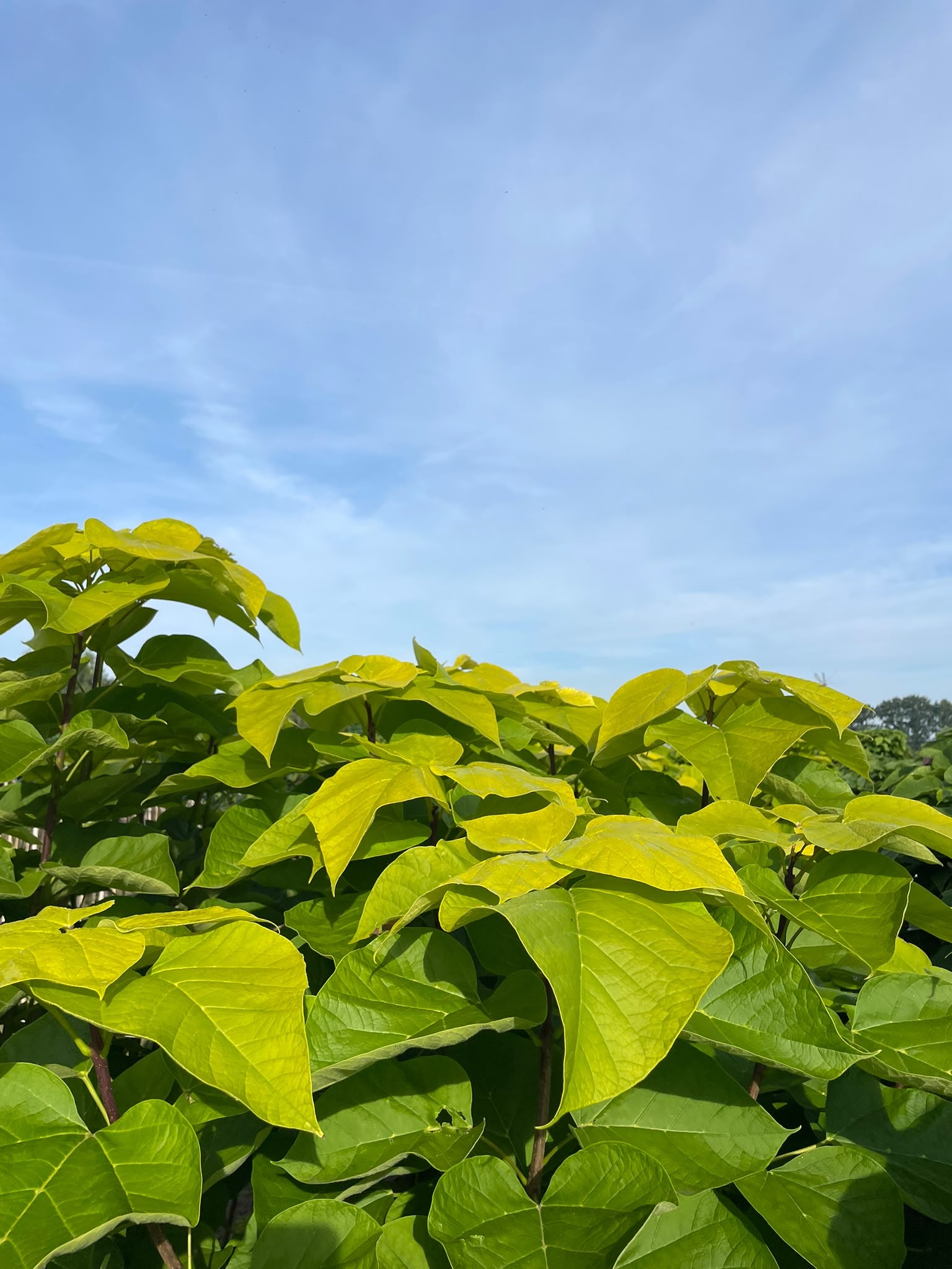 Catalpa bignonioides Foto 1