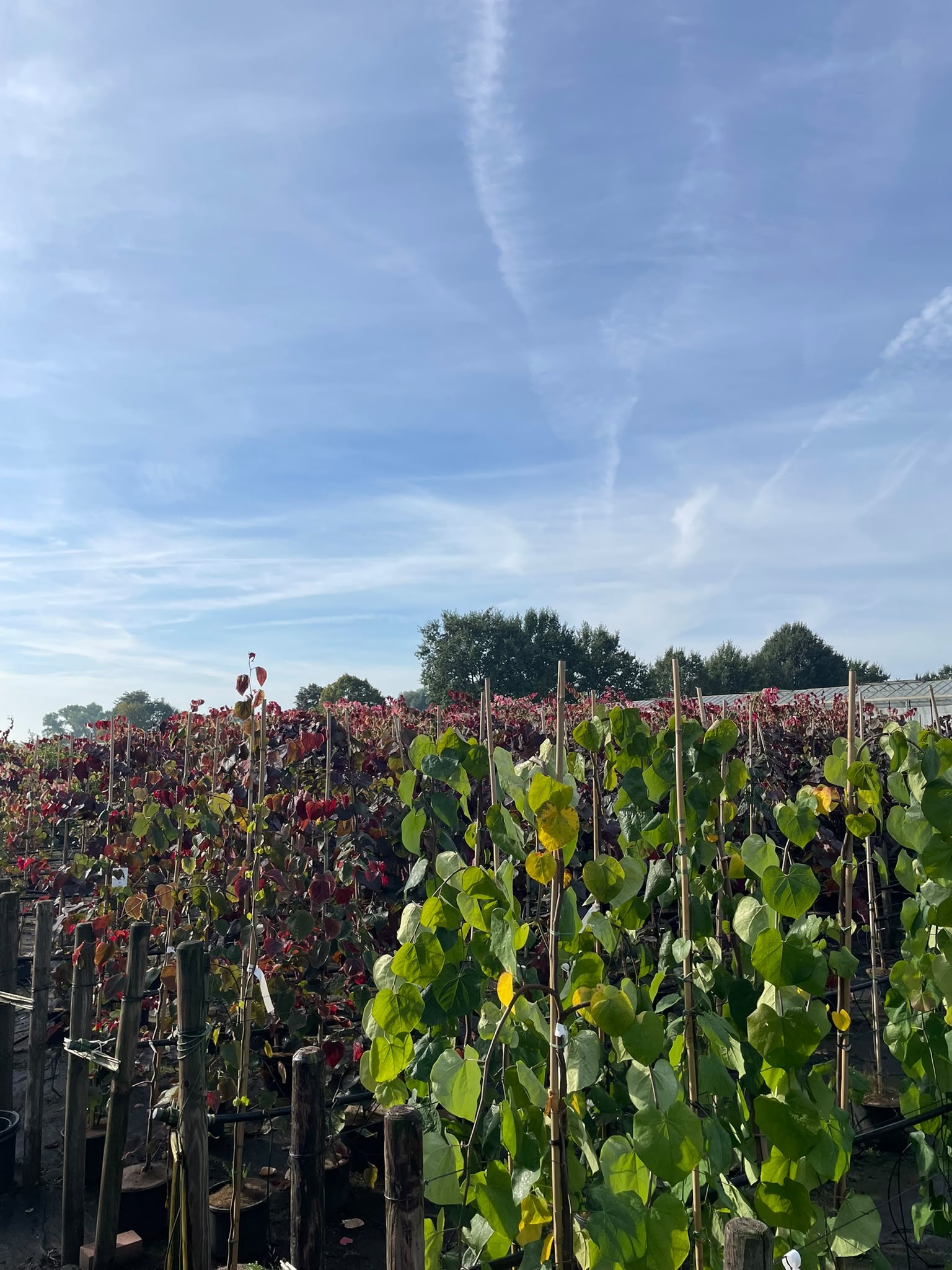 Cercis canadensis Foto 1