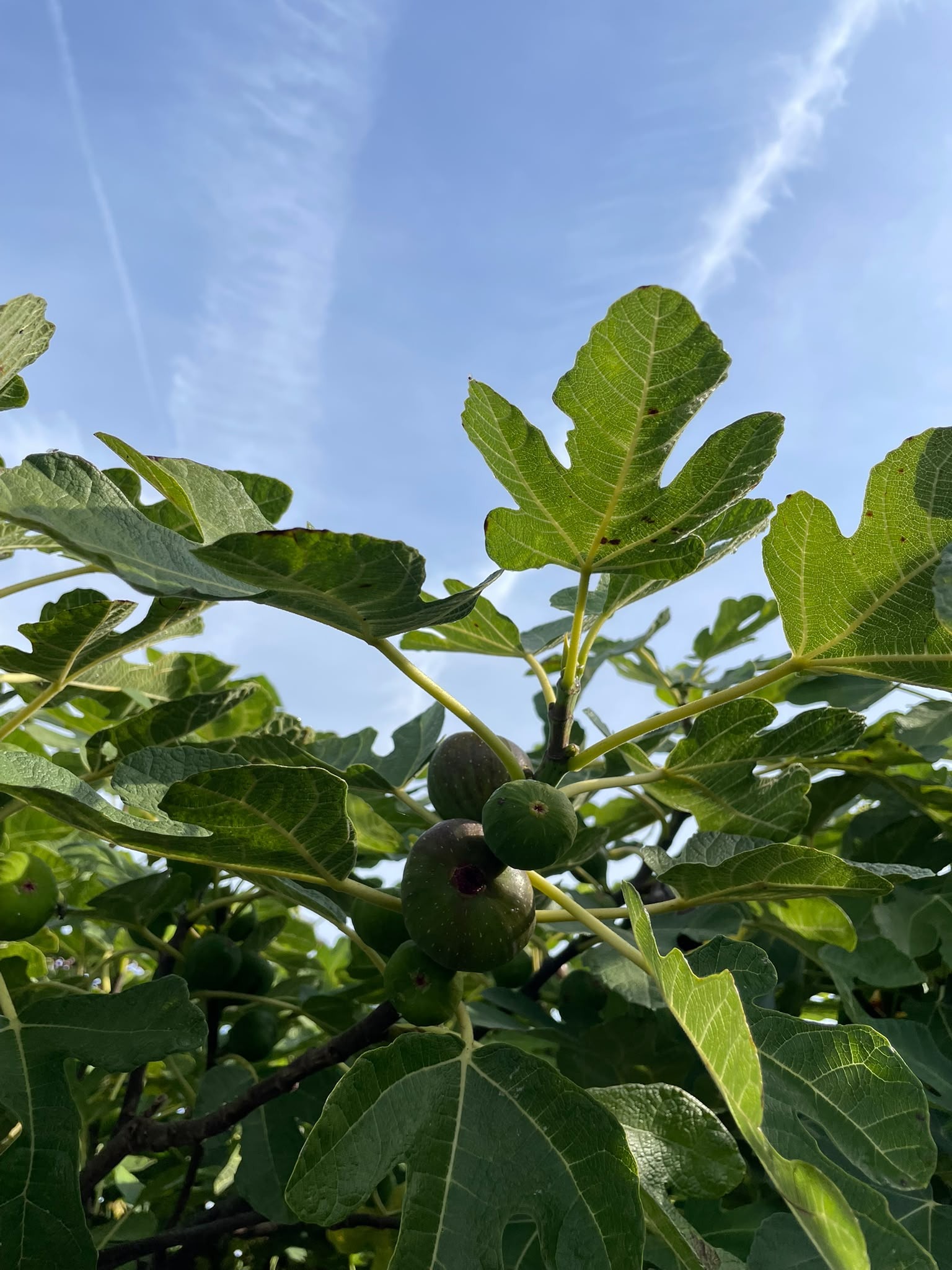 Ficus carica Foto 1