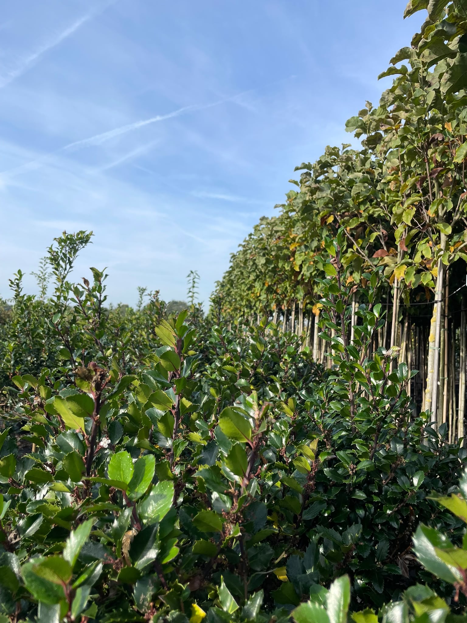 Ilex aquifolium Foto 1
