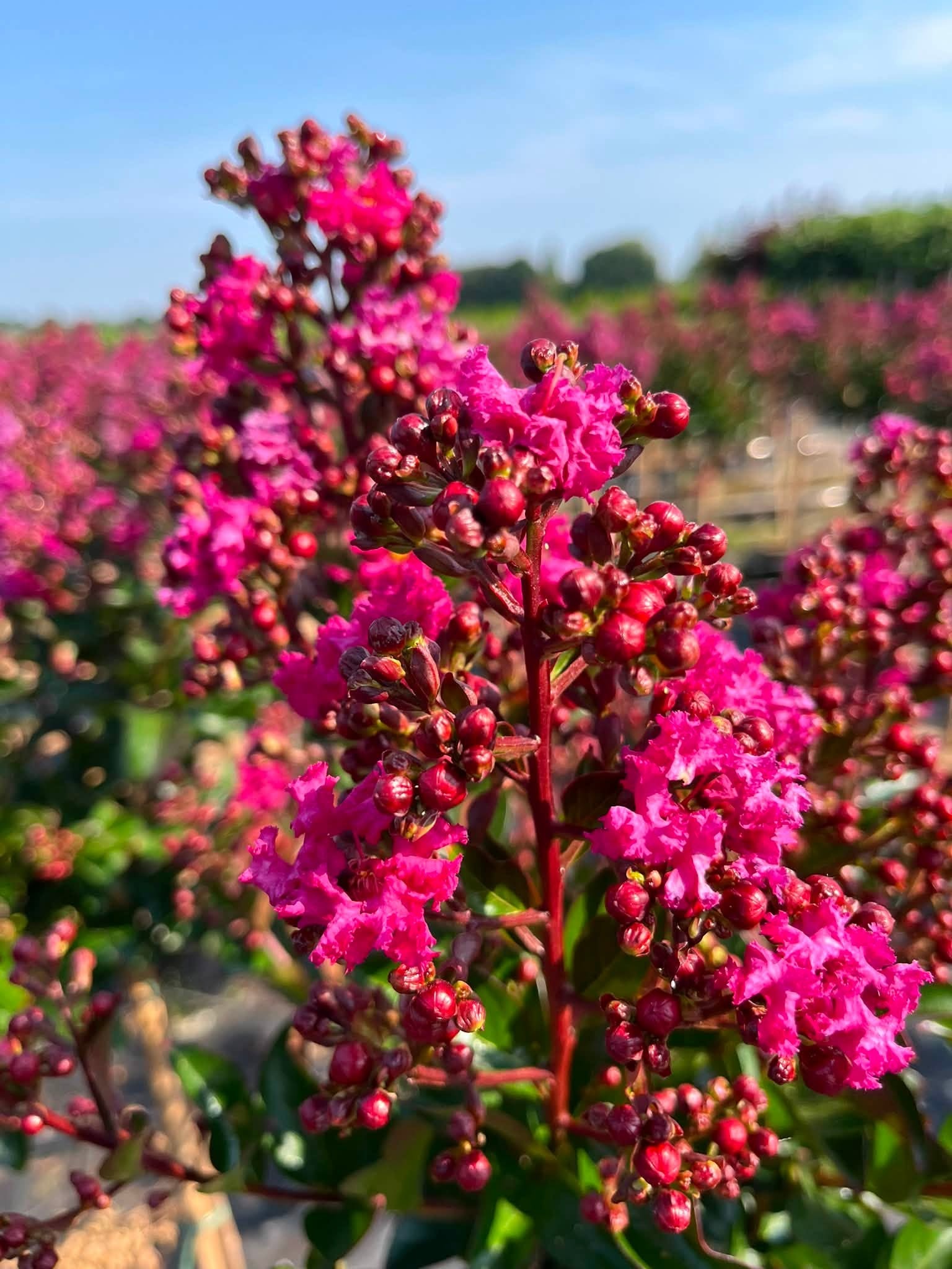 Lagerstroemia indica Foto 1