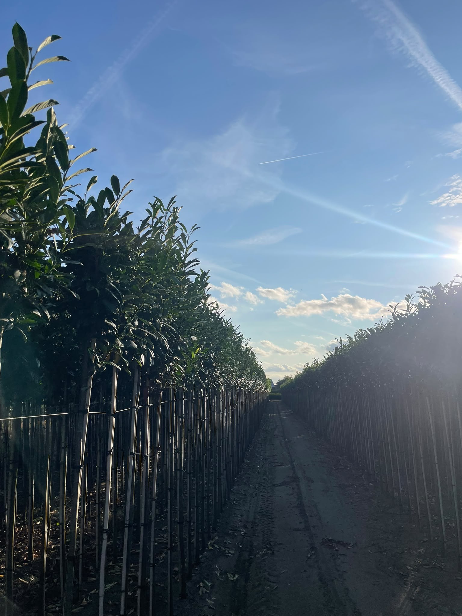 Für Spaliere geeignete Bäume Foto 1