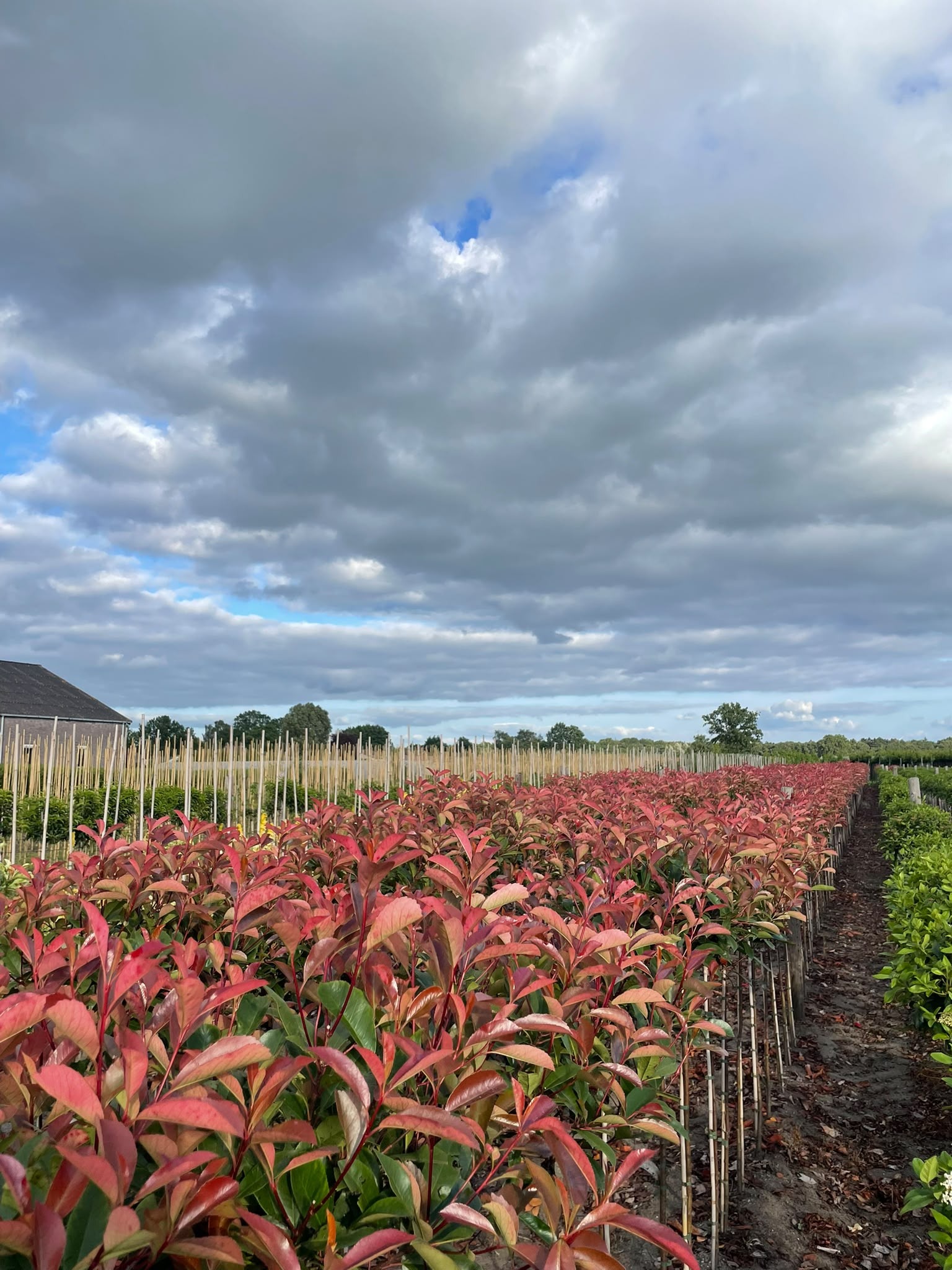 Photinia × fraseri 'Red Robin' Foto 1