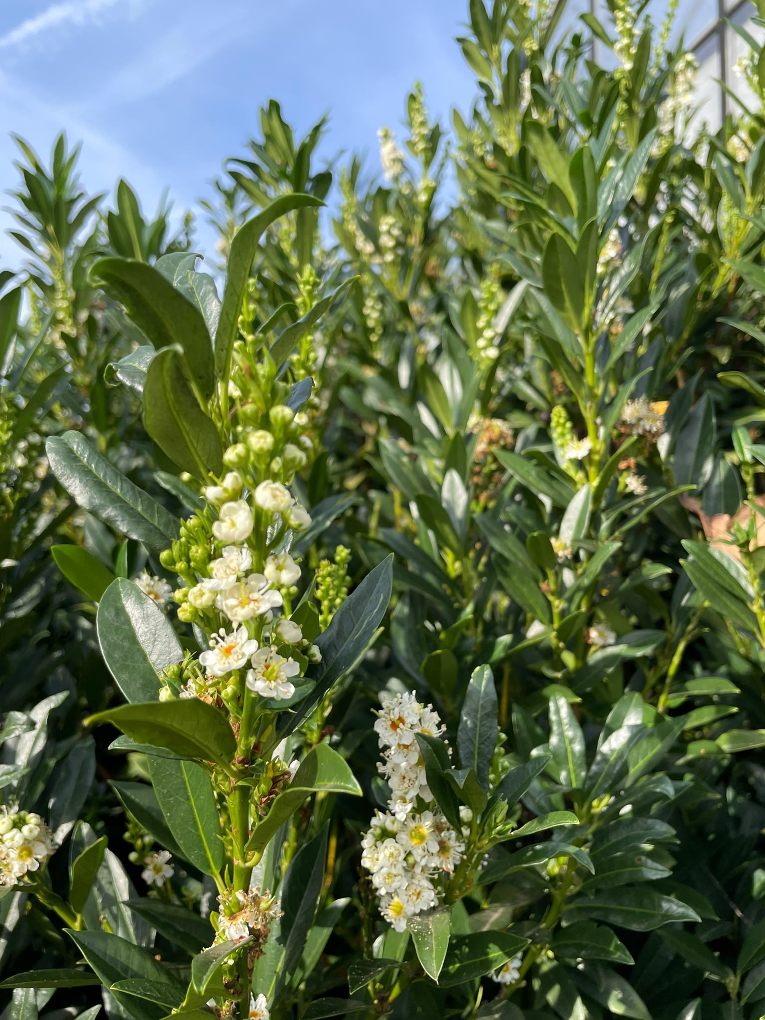 Prunus laurocerasus Foto 1