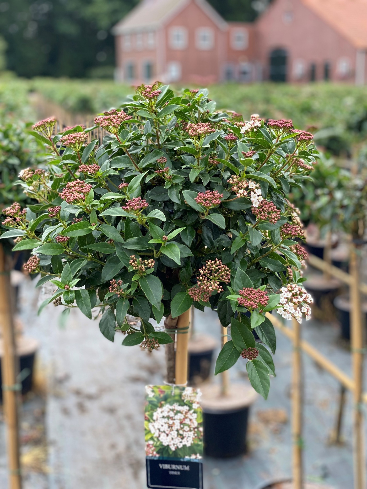 Viburnum tinus Foto 1