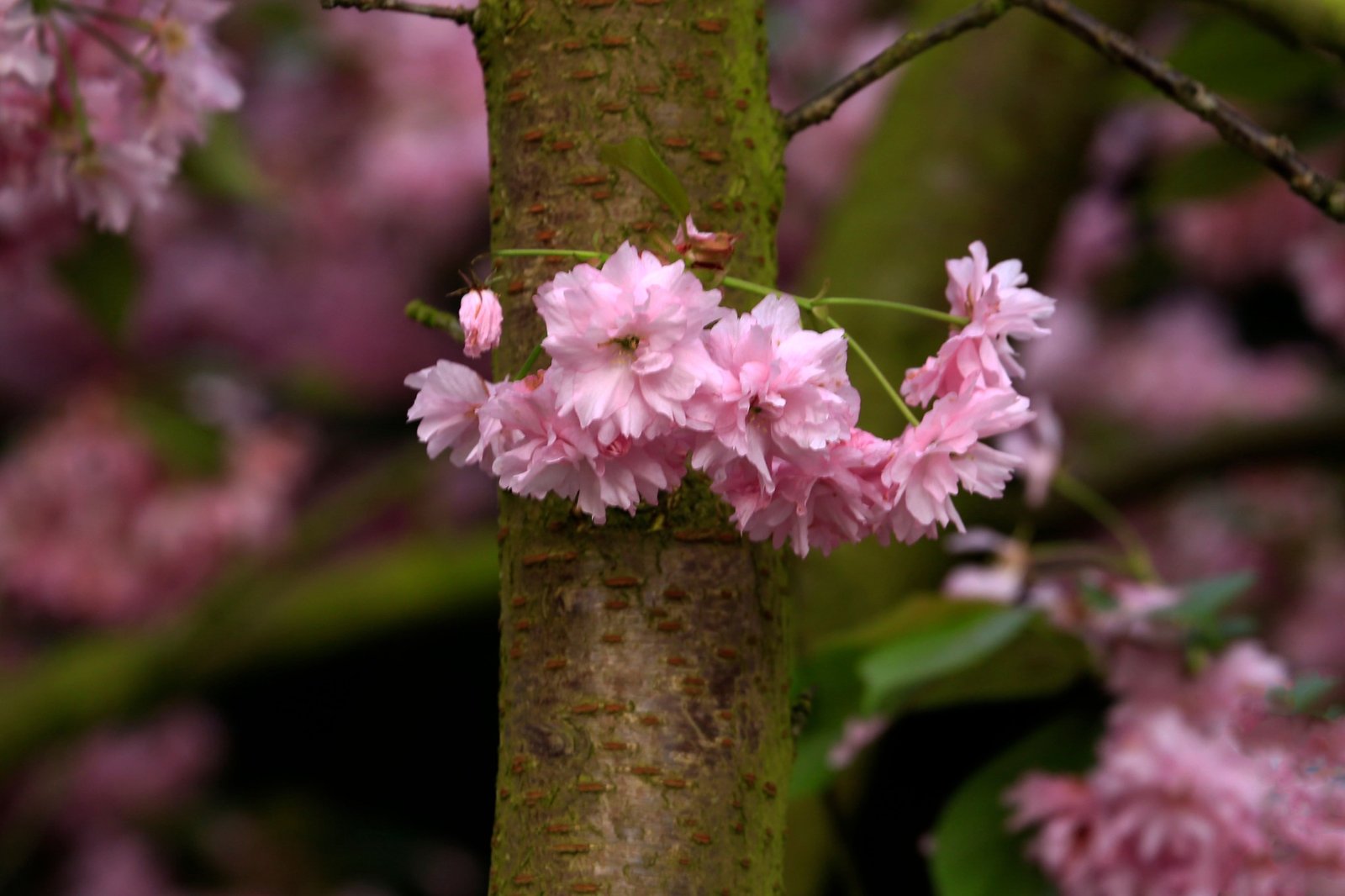 Prunus serrulata in flower