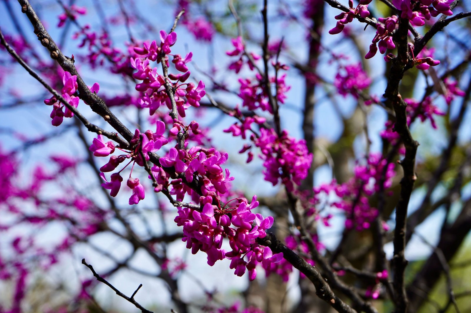 Cercis canadensis in flower