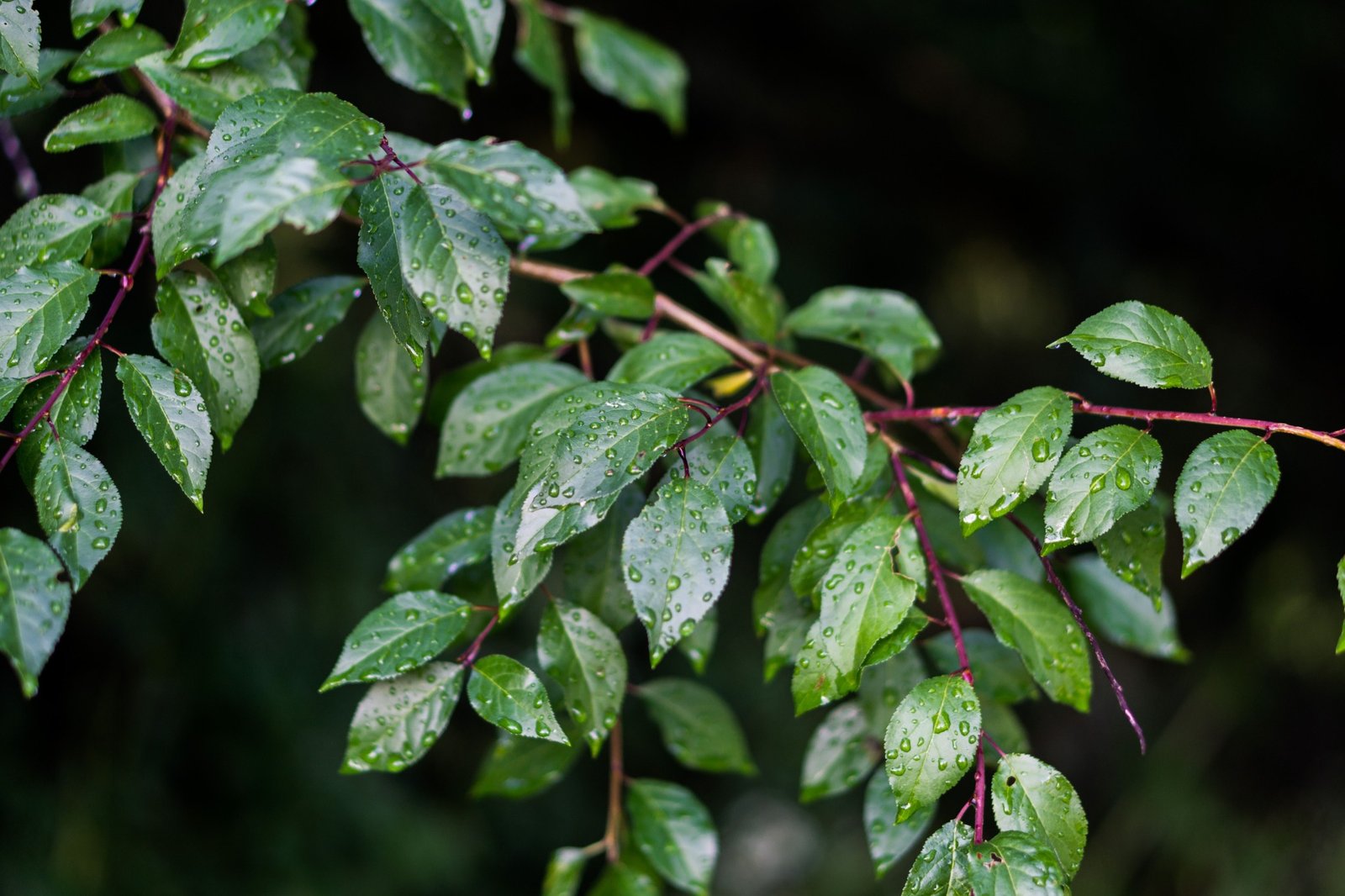 Foliage of Prunus lusitanica
