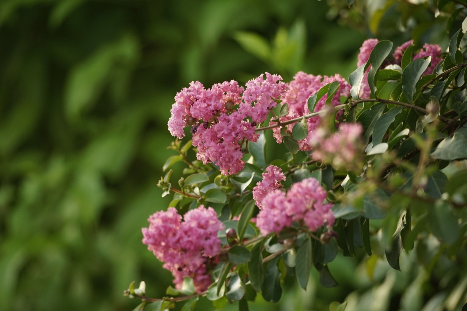 Lagerstroemia indica in flower