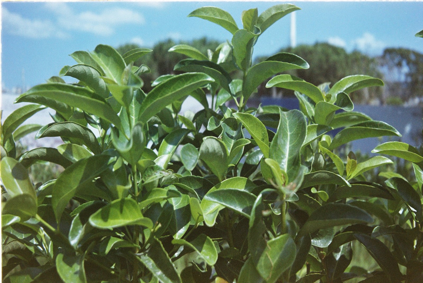 Foliage of Prunus laurocerasus