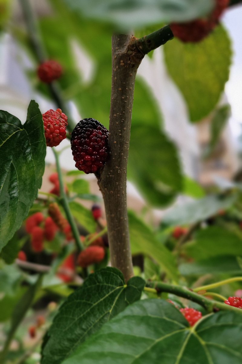 Fruit of Morus nigra