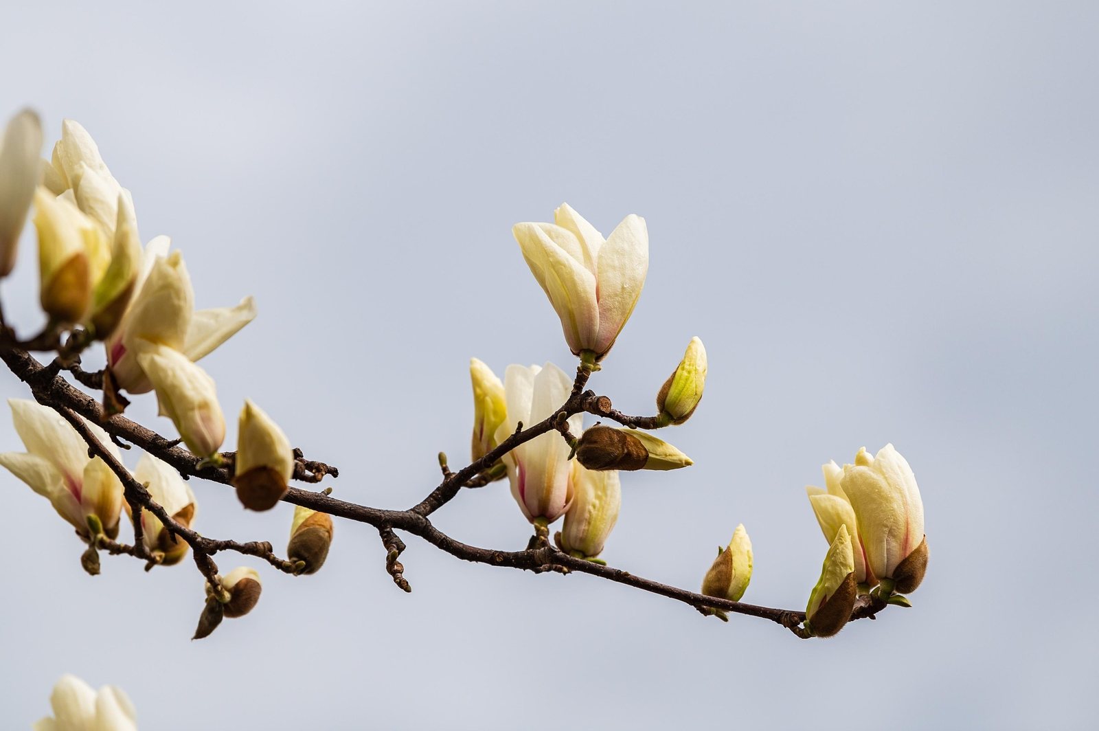 Magnolia in flower