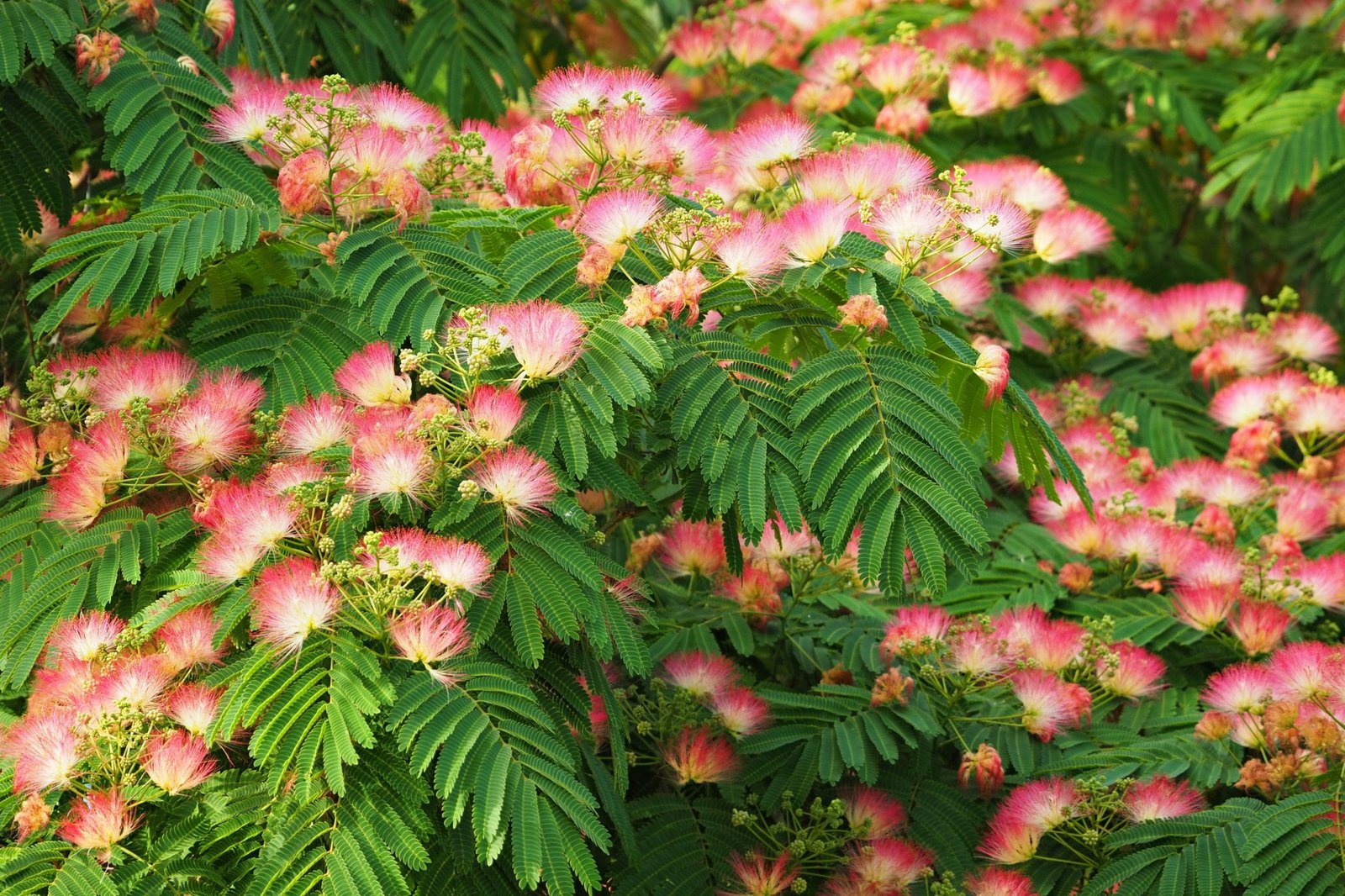 Albizia julibrissin in flower