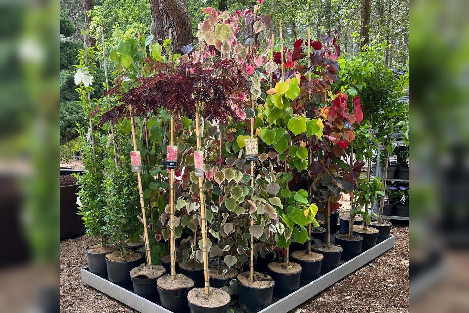 Albizia julibrissin with pink flowers and fine foliage